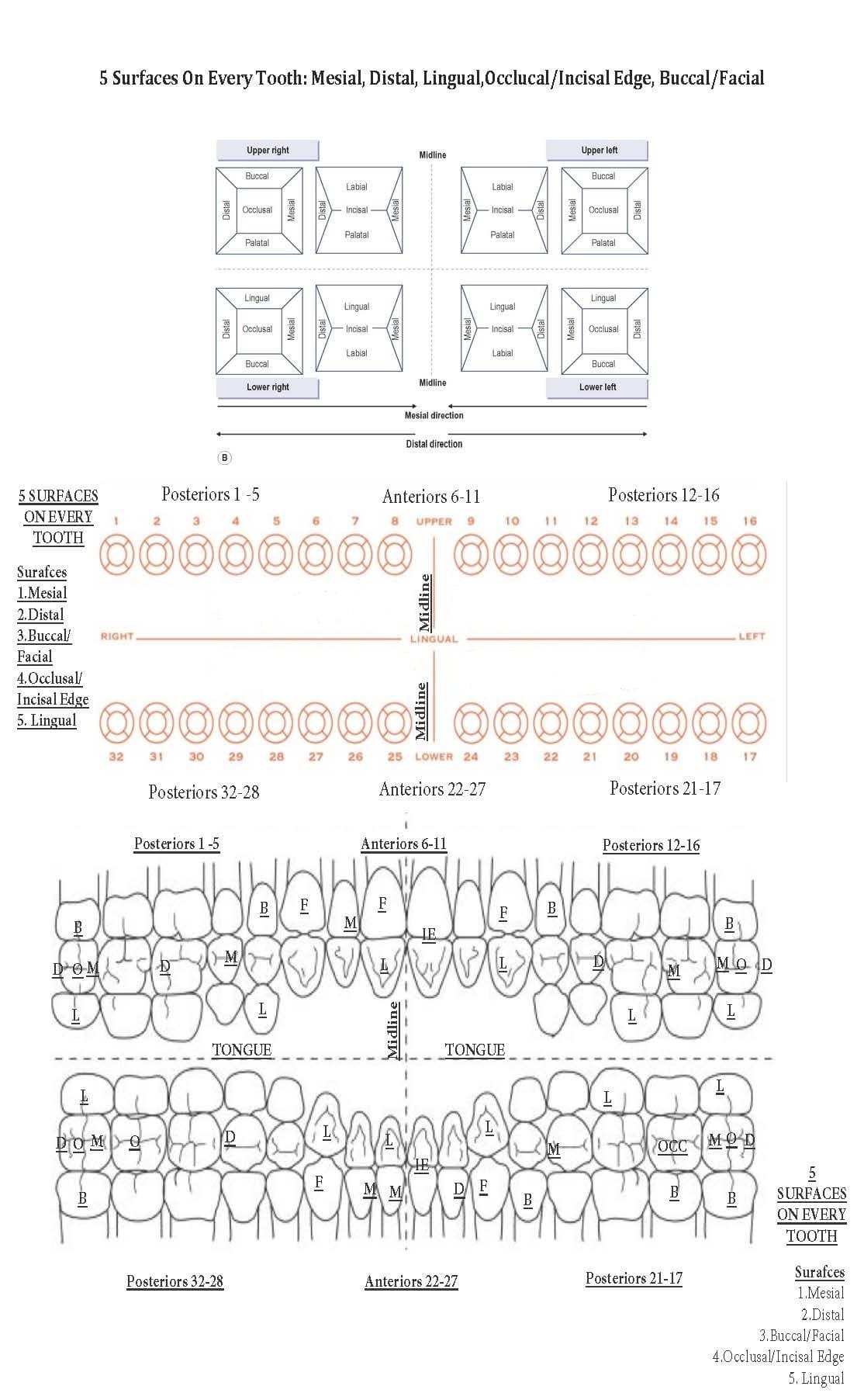 The image shows the differences between different tooth surfaces.