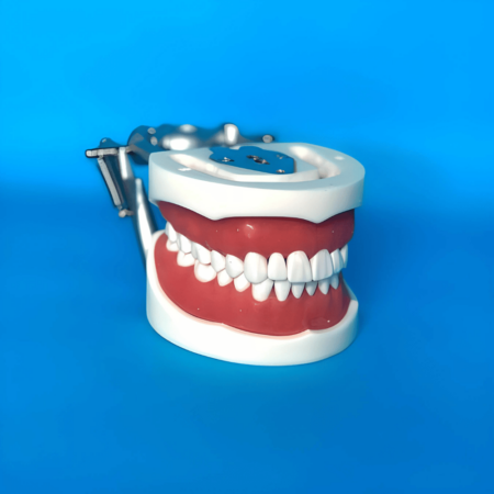 Dental Typodont